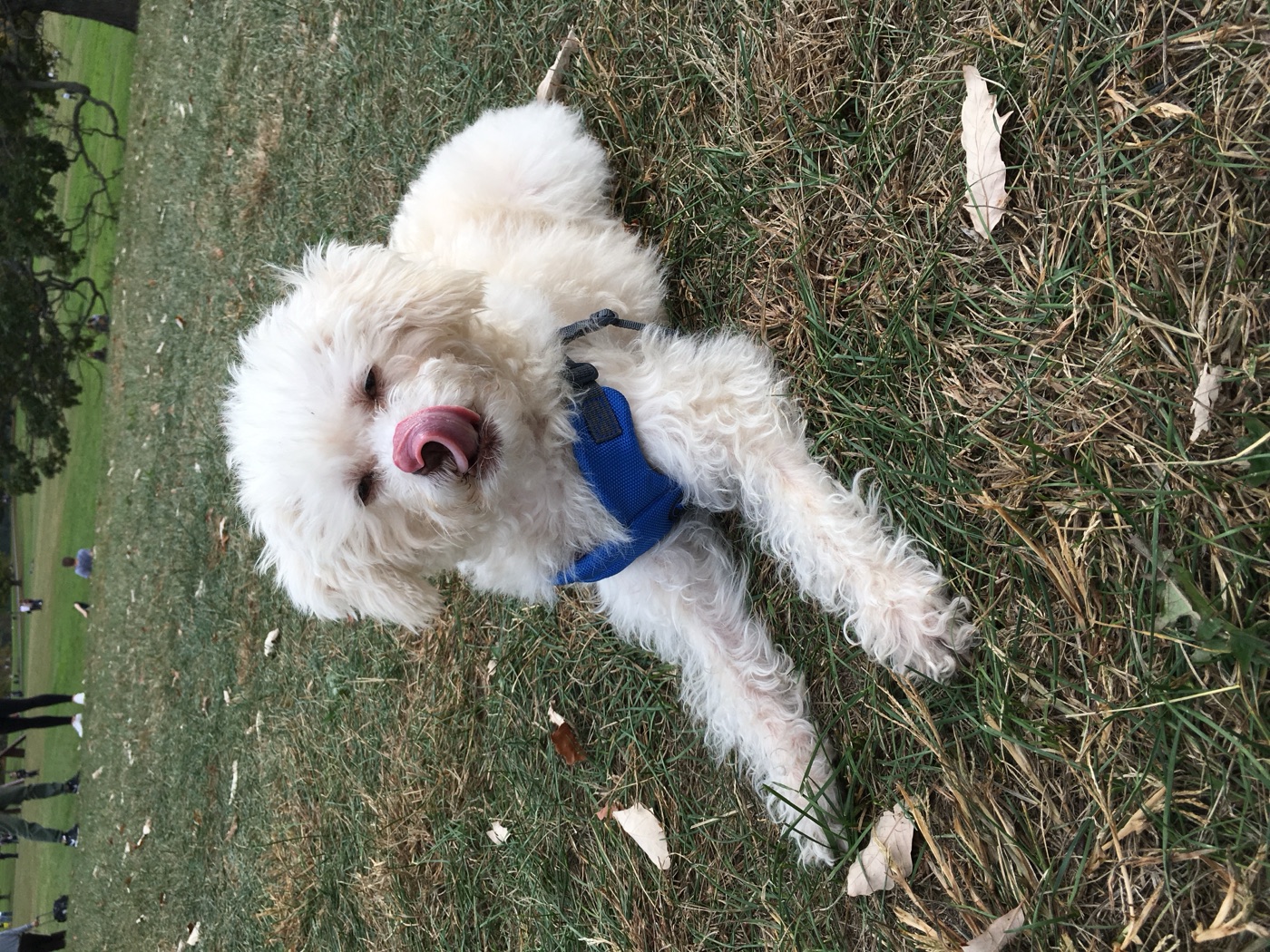 Ray, a fluffy white dog in a blue harness, licking his nose on the grass